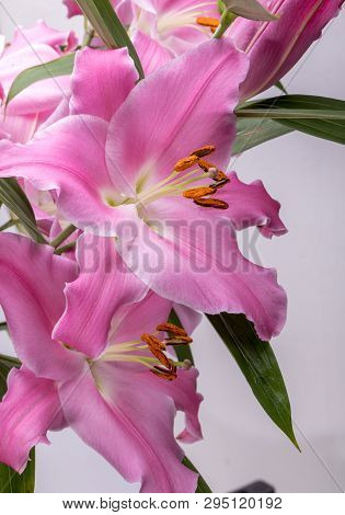 Close-up Of Pink Liles Flowers.  Common Names For Species In This Genus Include Fairy Lily Rainflowe