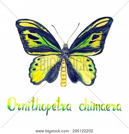 Ornithoptera Chimaera, The Chimaera Birdwing, Hand Painted Watercolor  Illustration With Handwritten