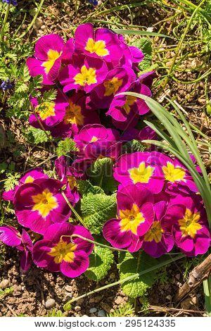 Pink Primulas Growing In Spring North East Italy. They Are Of The Common Primula Vulgaris Variety, A