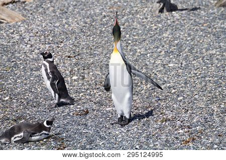 King Penguin On Martillo Island Beach, Ushuaia