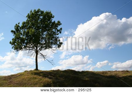 Albero solitario