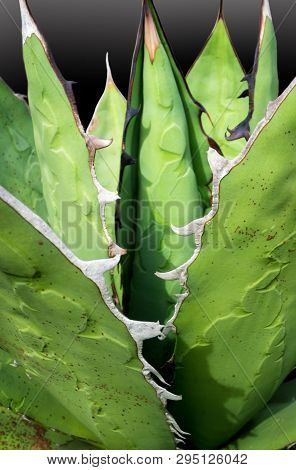 Succulent Plant Close-up, Fresh Leaves Detail Of Agave Titanota Gentry