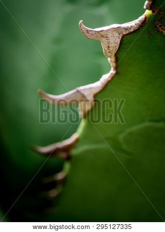Succulent Plant Close-up, Fresh Leaves Detail Of Agave Titanota Gentry