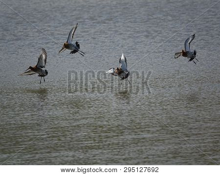 Flock Of Black Tailed Godwits (limosa Limosa) In Flight