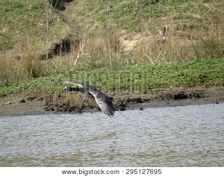 Canada Goose/ Greylag Goose Hybrid In Flight