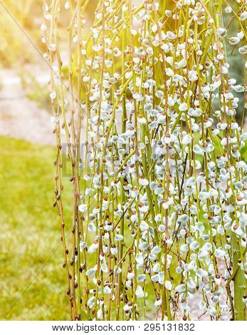Pussy Willow Branches With Catkins. Blooming Spring Flowers. Blossom Salix Caprea Kilmarnock. Nature