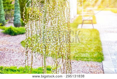 Pussy Willow Branches With Catkins. Blooming Spring Flowers. Blossom Salix Caprea Kilmarnock. Nature