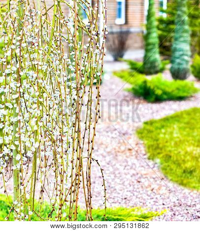 Pussy Willow Branches With Catkins. Blooming Spring Flowers. Blossom Salix Caprea Kilmarnock. Nature