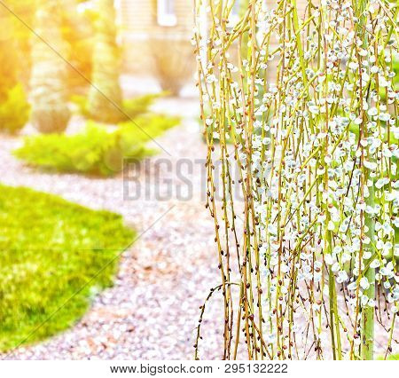 Pussy Willow Branches With Catkins. Blooming Spring Flowers. Blossom Salix Caprea Kilmarnock. Nature
