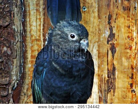 The Kea (nestor Notabilis) Or Der Kea, Zoo In Gossau - Canton Of St. Gallen, Switzerland
