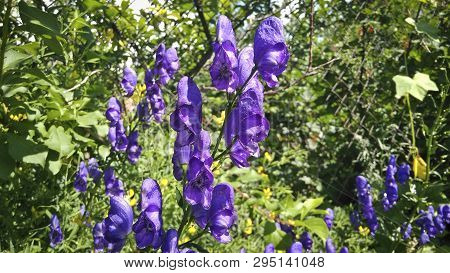 Wild Flowers Poisonous Plant Aconit Klobucky (aconitum Napellus)