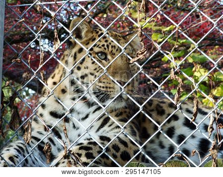 The Amur Leopard (panthera Pardus Orientalis) Or Der Amurleopard, Zoo In Gossau - Canton Of St. Gall