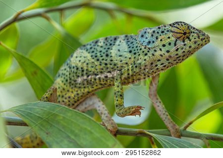 Chameleon in Unguja aka Zanzibar Island Tanzania East Africa