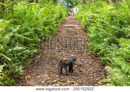 Blue Sykes Monkey of the Jozani in Unguja aka Zanzibar Island Tanzania East Africa