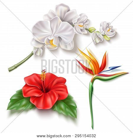 Vector Realistic Tropical Flower 3d Hibiscus Orhid