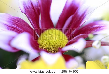 Colorful Chrysanthemum Flower Macro Shot. Chrysanthemum Yellow, Red, Purple Color Flower Background