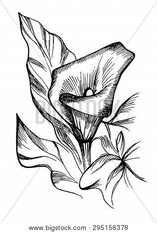 Hand Drawn Black And White Blooming Callas Flowers.