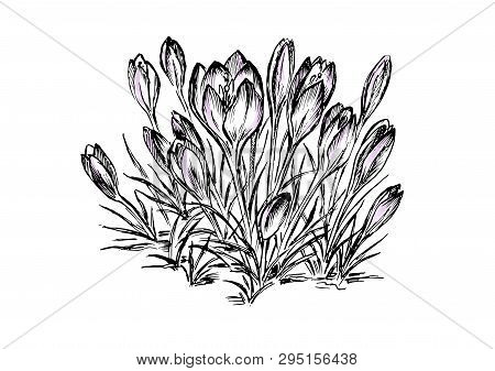Flower Vector Hand Drawing. Hand Drawn Herb And Food Spice. Engraved Vintage Flavor. Crocus Botanica