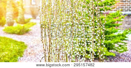 Pussy Willow Branches With Catkins. Blooming Spring Flowers. Blossom Salix Caprea Kilmarnock. Nature