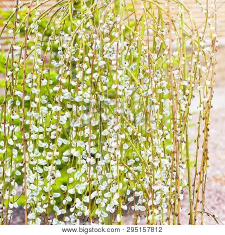 Pussy Willow Branches With Catkins. Blooming Spring Flowers. Blossom Salix Caprea Kilmarnock. Nature