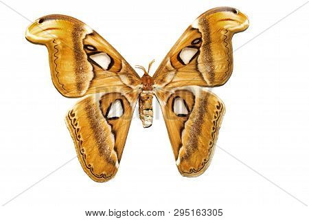 Big Butterfly With Yellow Wings, Isolate On White Background, Attacus Atlant