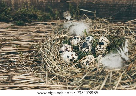 Easter Quail Eggs In A Nest Of Hay, Moss And Feathers On A Background Of Hay And An Old Wooden Board