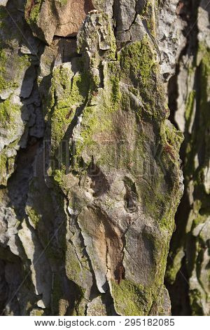 Old Wood Texture And Lichen On Hackmatack Larch Bark.
