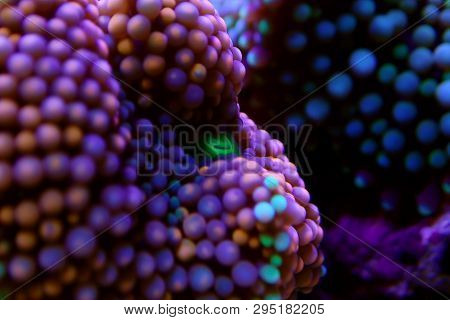 Ricordea Florida Mushroom - Underwater Macro Shot