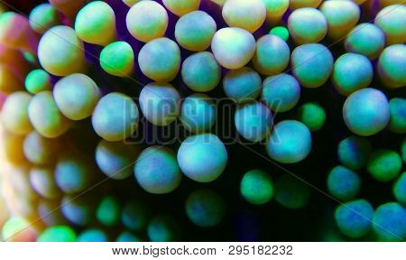 Ricordea Florida Mushroom - Underwater Macro Shot
