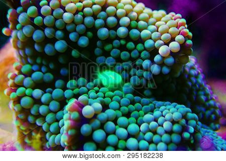 Ricordea Florida Mushroom - Underwater Macro Shot