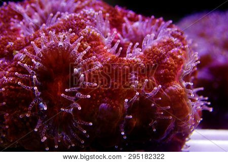 Acanthastrea Lps Coral Underwater Shot In Aquarium