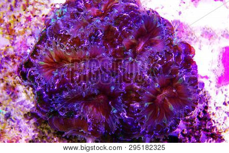 Acanthastrea Lps Coral Underwater Shot In Aquarium