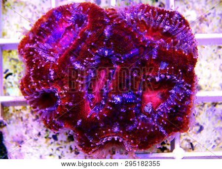 Acanthastrea Lps Coral Underwater Shot In Aquarium