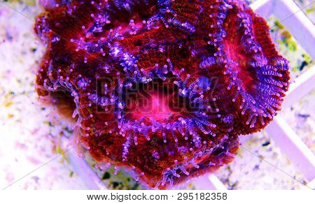 Acanthastrea Lps Coral Underwater Shot In Aquarium