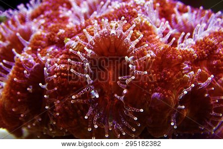 Acanthastrea Lps Coral Underwater Shot In Aquarium