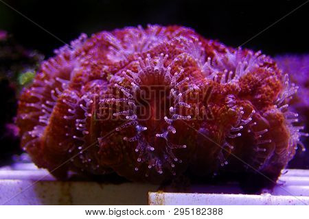 Acanthastrea Lps Coral Underwater Shot In Aquarium
