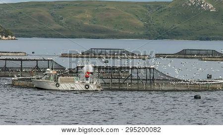 Feeding Atlantic Salmon At A Farm In Macquarie Harbour