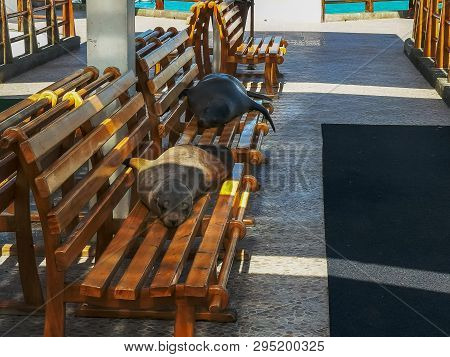 Two Sea Lions Resting On A Bench At The Marina In Puerto Ayora