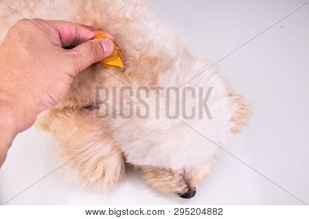 Applying Essential Oil Spot-on Drips On Dog Restore Skin Hydration.
