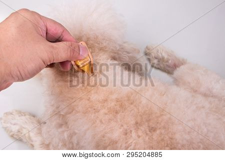 Applying Essential Oil Spot-on Drips On Dog Restore Skin Hydration.