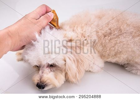 Applying Essential Oil Spot-on Drips On Dog Restore Skin Hydration.
