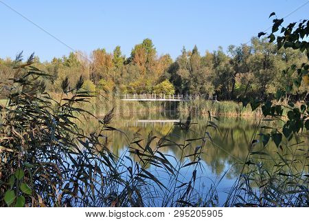 Autumn In Siberian Forest, Omsk Region, Russia