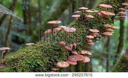 Shot Of Brown Fungi Growing In Tarkine Rainforest