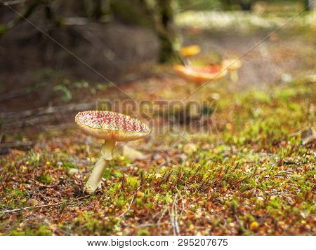 Fly Amanita Fungi Growing In Tarkine Rainforest  In Tasmania