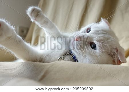 Cute white cat portrait