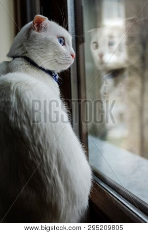 White cat looks through window