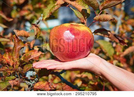 Apple In Hand Leaves Trees Green Sun Nature