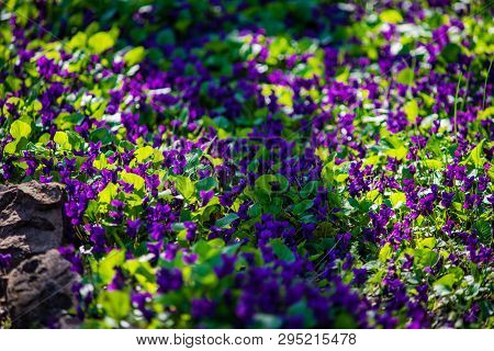 Wild Viola Flowers
