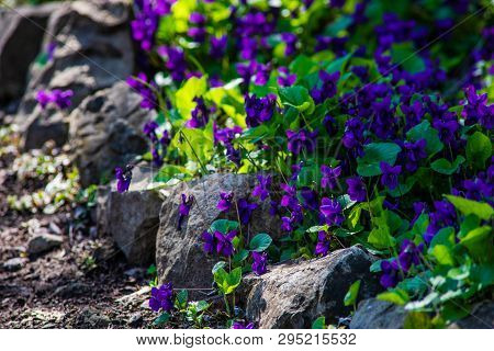 Wild Viola Flowers