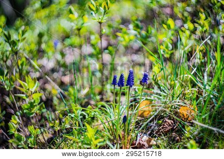 Wild Hyacinth Flowers In A Field In Spring Time Forest